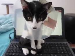 Boyunlukla Temizlik Yapan Kedi Youtube