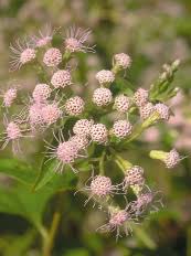 Image result for Kyllinga robinsoniana