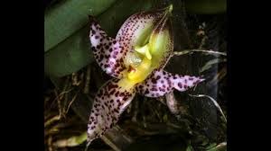 Image result for Bulbophyllum comatum