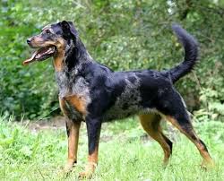 Read breed information about the beauceron. Harlequin Beauceron Puppies For Sale Off 63 Www Usushimd Com