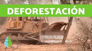 Las causas de la deforestación son variadas, existen dos tipos de deforestación: Causas De La Deforestacion Y Consecuencias De La Deforestacion Youtube