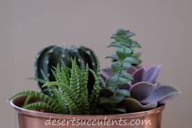 A winding trail through the huntington desert garden passes through rock gardens and by one lone joshua tree. Beautiful Succulent Plants For Everyone