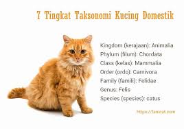 We did not find results for: 7 Tingkat Taksonomi Kucing Domestik Fanicat