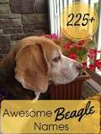 Beagle Names: Unique Ideas For Your Male Or Female Dog