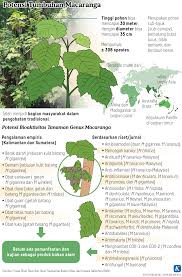 Image result for Macaranga schweinfurthii