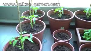 Zum neuaustrieb im frühjahr ist eine düngung mit langzeitdünger empfehlenswert [foto: Tomaten Dungen Das Experiment Teil 3 Balkon Salat Meine Tipps Youtube