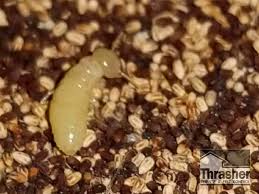 A termite inspection is required for almost every va loan, but the va does not allow veterans to pay for them in most states. Frequently Asked Questions About Termites Thrasher Termite Pest Control