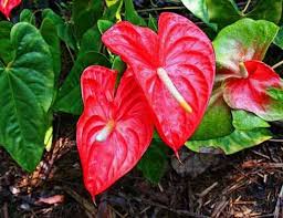 Deep red background of heart shaped tropical indoor plant flower. Anthurium Red Heart