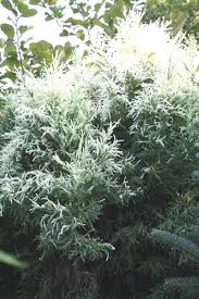 Image result for Cryptolepis hypoglauca