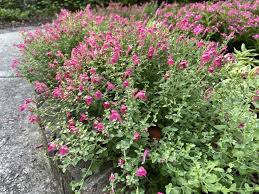 Image result for Scutellaria violascens