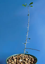 Image result for Commiphora