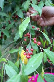 Autumn Olive Branch Jpg 300 450 Pixels With Images Autumn Olive Edible Wild Plants