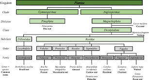 Walnut Past And Future Of Genetic Improvement Springerlink