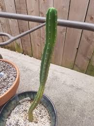 U can see water in gel form if u cut the cactus is a good plant for storage of water, all you need to do is cut the cactus in half and squeeze the cactus so water could come out. My Cactus Was Etiolated So I Cut The Water And Increased The Sun The Top Is Thickening Up The The Bottom Half Won T Gain Anyone Girth What S Going On And How Do