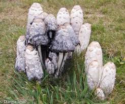 Image result for Coprinus sp.