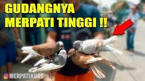 Apa yang dimaksud jual beli? Pasar Burung Merpati Kroya Cilacap Youtube