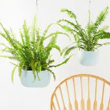 The boston fern is a low maintenance house plant that can be enjoyed for several years. Boston Fern Nephrolepis Exaltata Angus Celeste