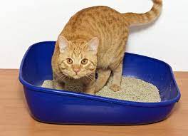 The answer is yes, we can. How Long Can A Cat Go Without Pooping Warning
