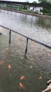 Kolam Pancing Jombang Telaga Mutiara Beranda Facebook