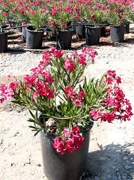 Image result for Nerium oleander