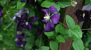 View other commonly requested plants on our wiki! Purple Flowering Vines Climbing Vines With Their Picture And Name