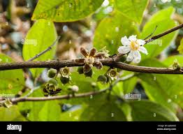 Image result for Bellucia