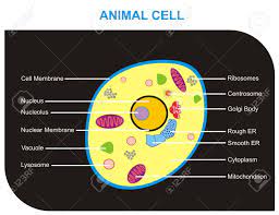 Check spelling or type a new query. Vector Cross Section Of Animal Cell Including All Components Cell Membrane Nucleus Nucleolus Nuclear Membrane Vacuole Lysosome Ribosomes Centrosome Golgi Body Rough Smooth Er Cytoplasm Royalty Free Cliparts Vectors And