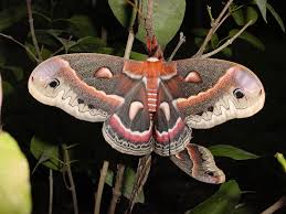 Der atlasspinner (attacus atlas) ist ein schmetterling (nachtfalter) aus der familie der pfauenspinner (saturniidae). Augenspinner Steckbrief Arten Raupen Atlasspinner