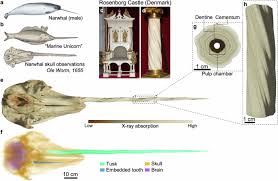 The narwhal tusk assembles its macroscopic helix from building blocks with  opposing twists | Nature Communications