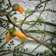 ソフォラ・リトルベイビー | オザキフラワーパーク