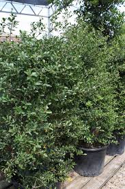 Quite simply, fall flower bulbs are planted in the fall, grow roots into winter, then sprout and bloom in the spring. Going Native Our Top 10 Native Plants For Houston