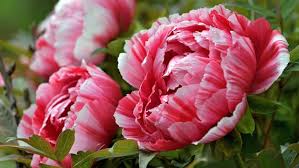 Pfingstrosen, paeonia, die rose ohne dornen, ein absoluter hingucker im romantischen garten. Verbluhte Pfingstrosen Im Sommer Schneiden Und Dungen Ndr De Ratgeber Garten