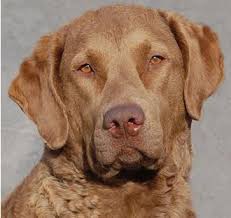 Find the perfect puppy for you and your family. Retriever Rescue Of Colorado Adopt A Dog Retriever Breed Type Retriever Rescue Of Colorado