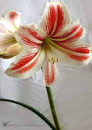 How To Rebloom Your Amaryllis Plants Amaryllis Plant Plants Amaryllis