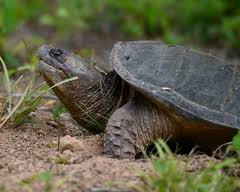 Ben Brenman Park, Alexandria Check List · iNaturalist