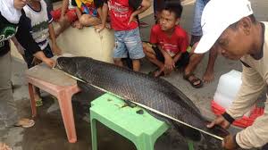 We did not find results for: Ecoton Minta Agar Pemerintah Hukum Pelepas Ikan Arapaima Ke Sungai Brantas Suara Surabaya