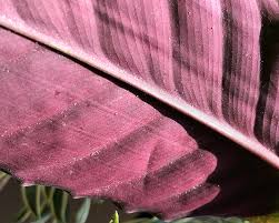 Tiny white dots on leaves. Plant Pests And How To Deal With Them Stump Curated Plants Sustainably Crafted Wares