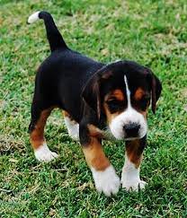 Sezione 1 cani da seguita sottosezione 1.2 di taglia media standard n. 24 Hamiltonstovare Ideen Hunde English Foxhound American Foxhound