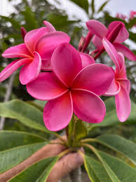 Image result for Plumeria rubra