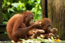 Since 2010, the primate research institute, kyoto university has been collaborating with oui to promote environmental enrichment and. Oui Review Of Bukit Merah Orang Utan Island Foundation Semanggol Malaysia Tripadvisor