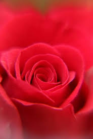 Wallpapercave is an online community of desktop wallpapers enthusiasts. Download Flowers Wallpaper Rose Up Close Cellularnews