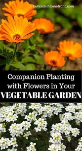 Flowers you can plant with vegetables. 9 Flowers You Should Grow In Your Vegetable Garden Garden Companion Planting Vegetable Garden Companion Planting