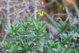 Image result for Euryops chrysanthemoides