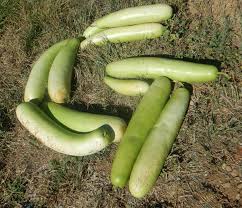 Image result for Lagenaria siceraria