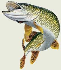 Northern Pike Drawing Google Search Fish Art Fish Fish Drawings