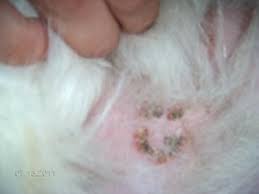 My cat is losing a lot of his hair in patches all over his body and losing weight and has scabs. Scabbing And Hair Loss On Dog S Stomach Organic Pet Digest