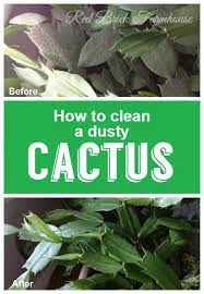 My passion for cactus has driven me to watch hundreds of youtube. Pin On Cleaning