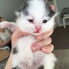 Somewhere out there's a dream that's not forgotten but this world is not for stopping for me and i will try and i will keep on trying, i've set my goals there's no denying never stop fighting for what i believe. Adorable Newborn Kittens Rescued After Being Found Abandoned And Dying In Factory Cupboard Mirror Online