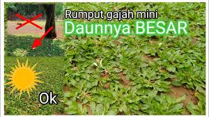 Rumput gajah mini memang memiliki daya tarik tersendiri bagi para desaigner eksterior rumah untuk menambah kesan asri pada rumah hunian. Penyebab Rumput Gajah Mini Daunya Besar Dikebunaja Youtube