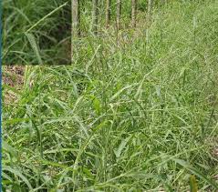 Image result for Rottboellia